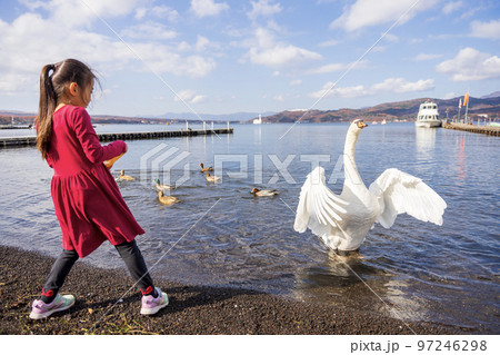 山中湖の白鳥とふれあう少女 97246298