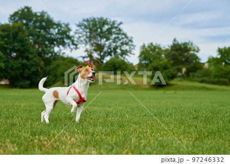 Active cute dog running on lawn with green grass. Active cute dog running on lawn with green grass. 97246332