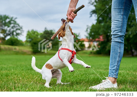 Woman has fun with dog at green grass, dog gnawing on stick 97246333