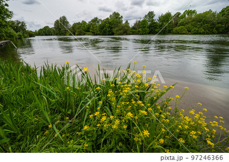 Wild daffodils in flower near the river Charente, France 97246366