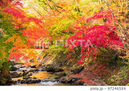 （静岡県）修善寺温泉　桂川の紅葉 97246584
