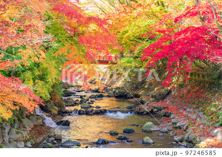 （静岡県）修善寺温泉　桂川の紅葉 97246585