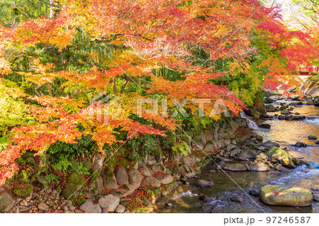 （静岡県）修善寺温泉　桂川の紅葉 97246587