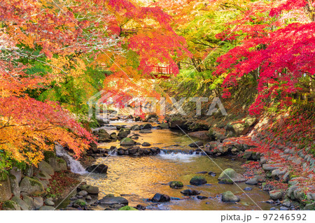 （静岡県）修善寺温泉　桂川の紅葉 97246592