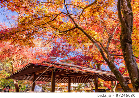 （静岡県）修善寺温泉　桂川沿いの紅葉 97246630