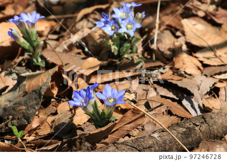 落葉をかき分け可憐な花をつけるフデリンドウ 97246728