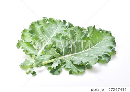 プチヴェール 緑黄色野菜 葉物野菜 穫れたて野菜 健康野菜 新しい野菜 プチヴェール 緑黄色野菜 葉物野菜 穫れたて野菜 健康野菜 新しい野菜 97247455