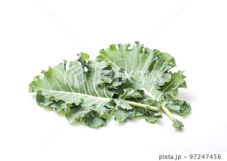 プチヴェール　緑黄色野菜　葉物野菜　穫れたて野菜　健康野菜　新しい野菜 97247456