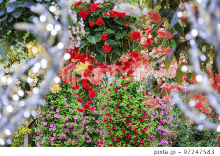松江フォーゲルパーク 満開の花々 松江フォーゲルパーク 満開の花々 97247583