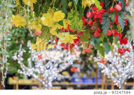 松江フォーゲルパーク 満開の花々 松江フォーゲルパーク 満開の花々 97247594