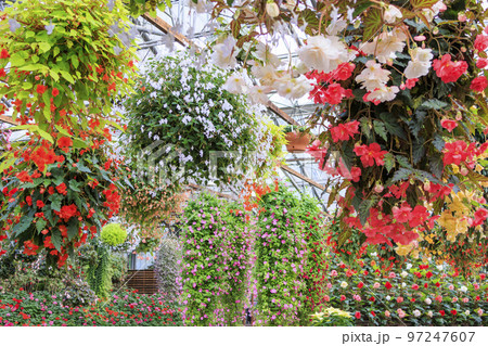 松江フォーゲルパーク　満開の花々 97247607