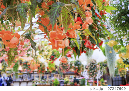 松江フォーゲルパーク　満開の花々 97247609