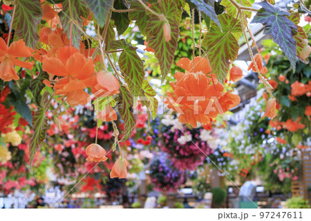 松江フォーゲルパーク 満開の花々 松江フォーゲルパーク 満開の花々 97247611