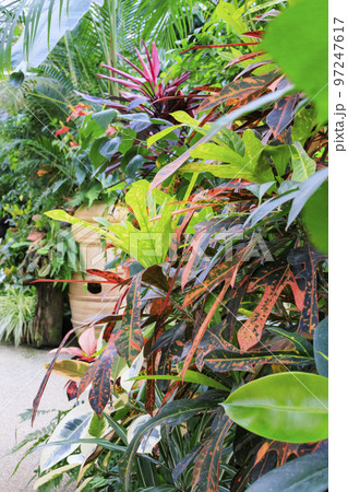 松江フォーゲルパーク 満開の花々 松江フォーゲルパーク 満開の花々 97247617