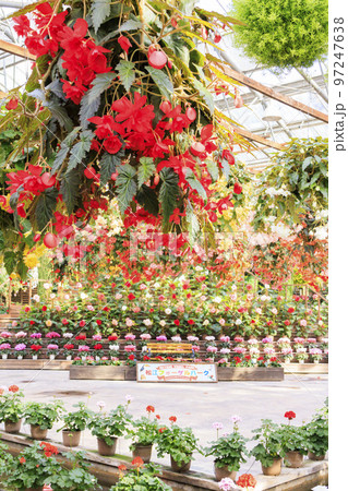 松江フォーゲルパーク 満開の花々 松江フォーゲルパーク 満開の花々 97247638