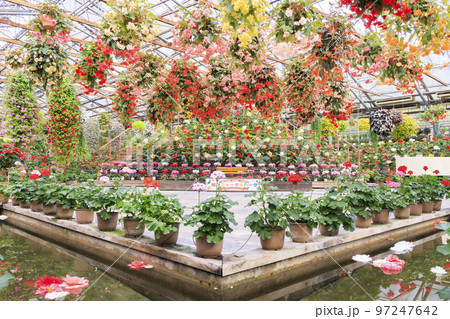 松江フォーゲルパーク 満開の花々 松江フォーゲルパーク 満開の花々 97247642