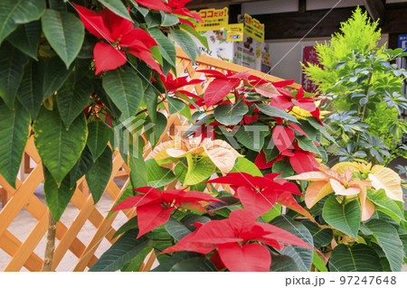 松江フォーゲルパーク　満開の花々 97247648