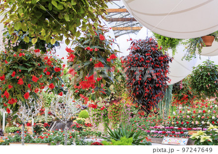 松江フォーゲルパーク　満開の花々 97247649