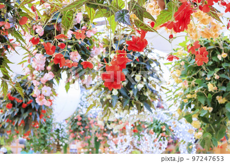 松江フォーゲルパーク　満開の花々 97247653