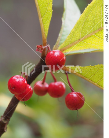 ヤブコウジの赤い果実　学名: Ardisia japonica 97247774