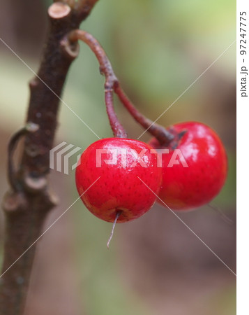 ヤブコウジの赤い果実　学名: Ardisia japonica 97247775