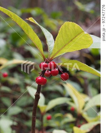 ヤブコウジの赤い果実　学名: Ardisia japonica 97247776