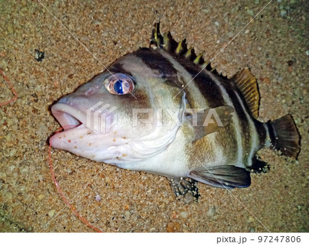 釣りたてのセトダイの顔をアピール 97247806
