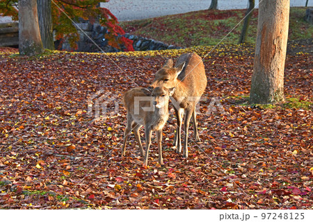 奈良県　奈良公園の紅葉と早朝の鹿　　 97248125
