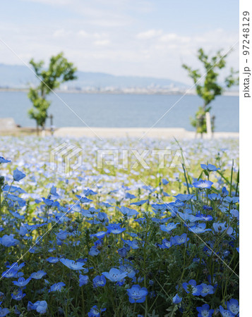 春、晴れた日、海辺の草原に咲くネモフィラ畑 97248129