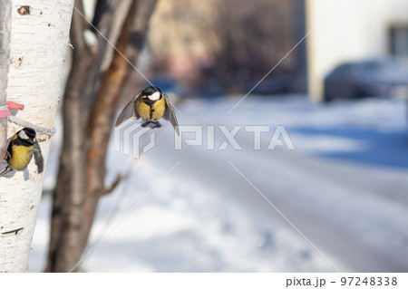 A beautiful little blue bird sits on a branch in winter and flies A beautiful little blue bird sits on a branch in winter and flies 97248338