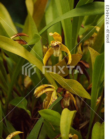 マキシラリア・ピクタ Maxillaria picta マキシラリア・ピクタ Maxillaria picta 97248423