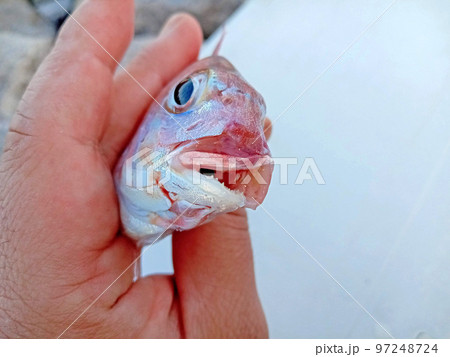 奇形のマダイの稚魚は口が曲がっている 奇形のマダイの稚魚は口が曲がっている 97248724