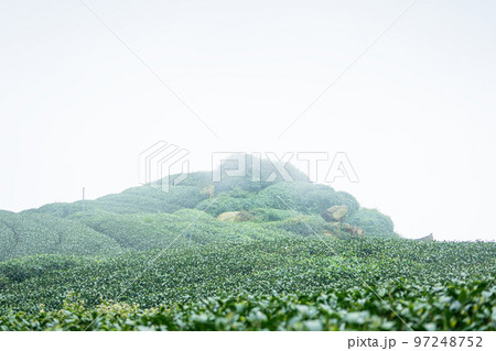 ティー 紅茶 茶 97248752