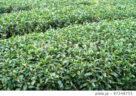ティー 紅茶 茶 97248755