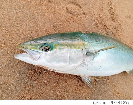 サーフで釣れた天然ブリ 97249057