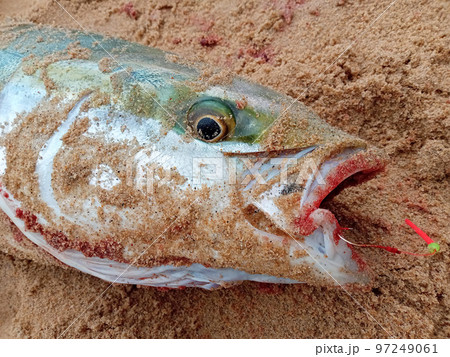 くちびるに僅かに針が刺さっているだけの砂まみれ天然ブリ 97249061