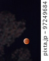 飯能市阿須運動公園の駐車場で、紅葉したケヤキを入れて赤銅色の皆既月食を撮る 97249684
