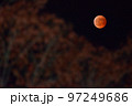 飯能市阿須運動公園の駐車場で、赤く紅葉したケヤキを入れて赤銅色の皆既月食を撮る 97249686