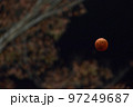 飯能市阿須運動公園、紅葉が始まったケヤキの枝を入れて皆既月食を撮る 97249687