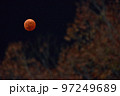 程よく紅葉した飯能市阿須運動公園のケヤキを入れて、赤銅色の皆既月食を撮る 97249689