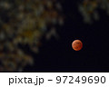 飯能市阿須運動公園の駐車場で、紅葉が始まったケヤキを入れて皆既月食を撮る 97249690