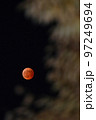 飯能市阿須運動公園、紅葉したケヤキの葉を入れて赤銅色の皆既月食を撮る 97249694