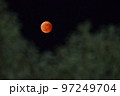 飯能市阿須運動公園、常緑広葉樹を入れて赤銅色の皆既月食を撮る 97249704