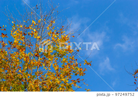 Yellow leaves on autumn trees against the blue sky 97249752