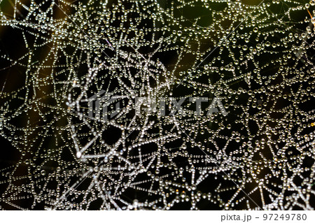 Web cobweb spiderweb net tissue spider's web. Web in the autumn forest. Water droplets on the spider's web Web cobweb spiderweb net tissue spider's web. Web in the autumn forest. Water droplets on the spider's web 97249780