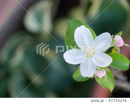 姫りんごの花【右寄り】 97250256