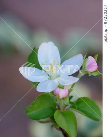 姫りんごの花【縦】 97250257