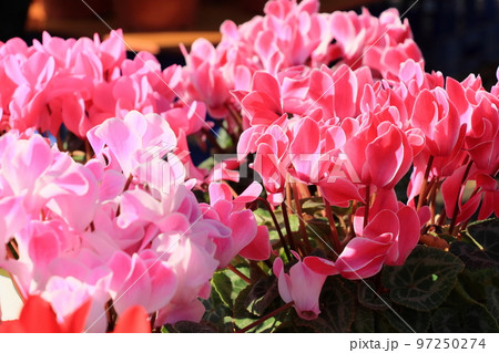 シクラメン　クリスマスフラワー　ガーデンシクラメン 97250274