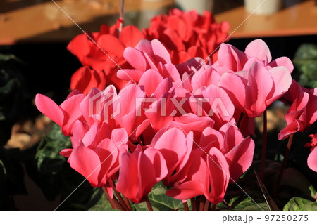 シクラメン　クリスマスフラワー　ガーデンシクラメン 97250275