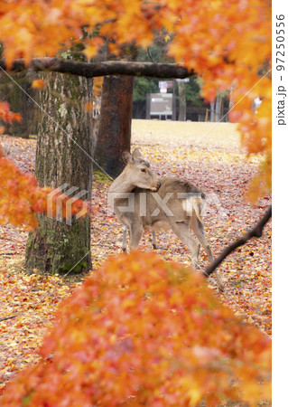 秋の奈良公園の鹿 秋の奈良公園の鹿 97250556